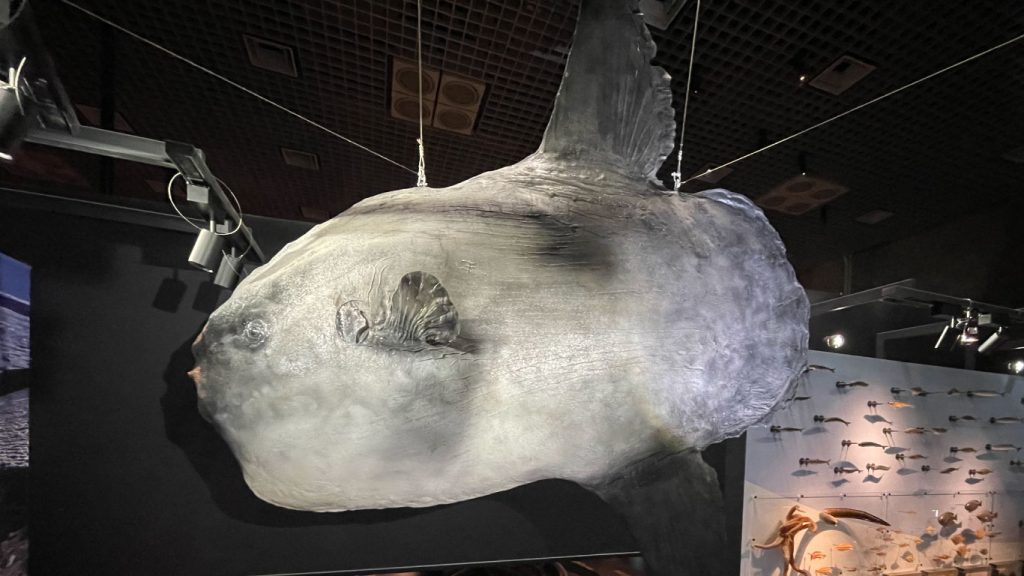科博にある大きなマンボウ型の剥製はマンボウ？ウシマンボウ？ - Lab BRAINS