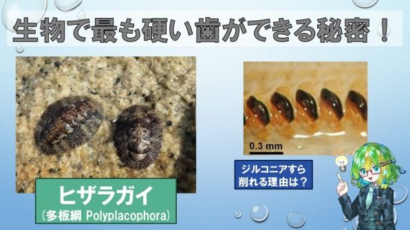 科博にある大きなマンボウ型の剥製はマンボウ？ウシマンボウ